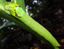 Caterpillar of hawk moth photo
